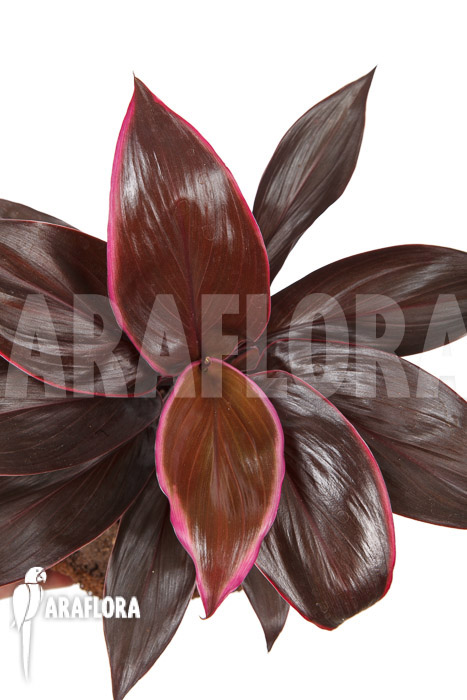 Cordyline fruticosa ‘Mambo’