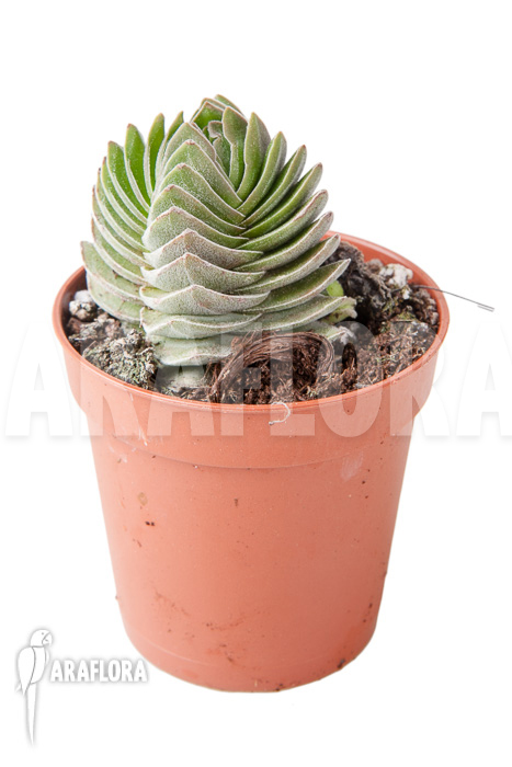 Crassula ‘Buddha’s temple’ ‘S’