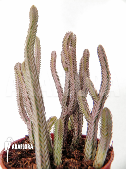Crassula lycopodiodides ‘Rhapsody in pink’