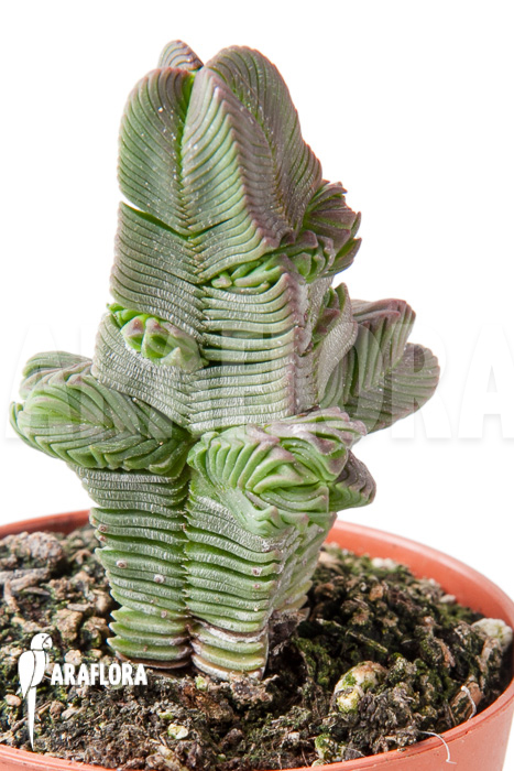 Crassula pyramidalis ‘S’