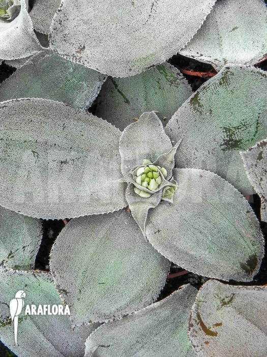 Cryptanthus-argyrophyllus-6