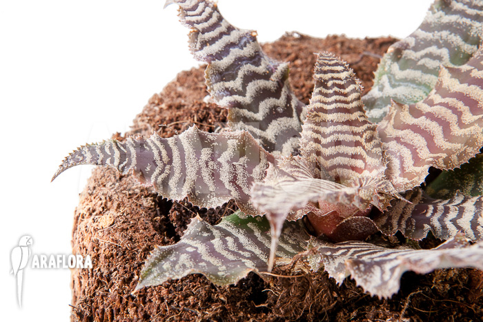 Cryptanthus fosterianus