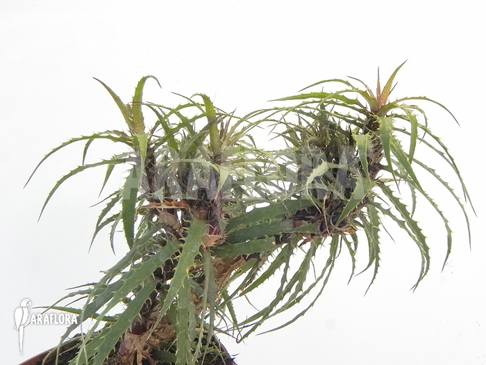 Cryptanthus microglazioui