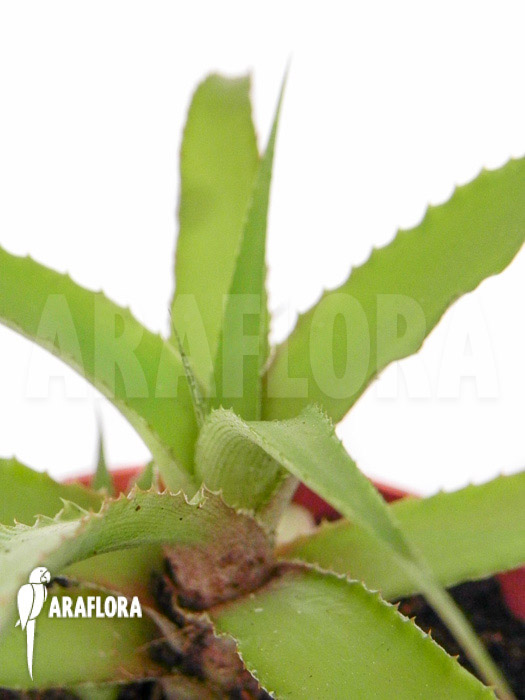 Cryptanthus species epifytic VU Garden
