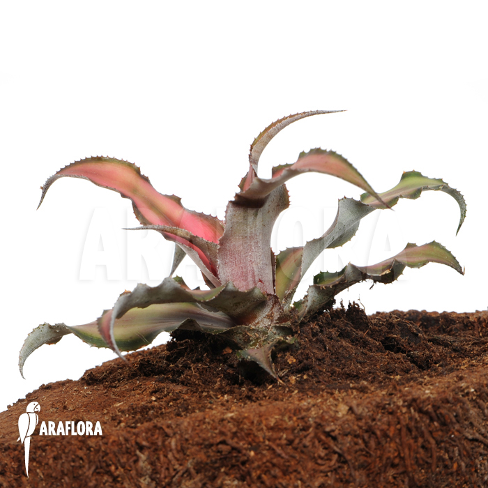 Cryptanthus x ‘Rosens’