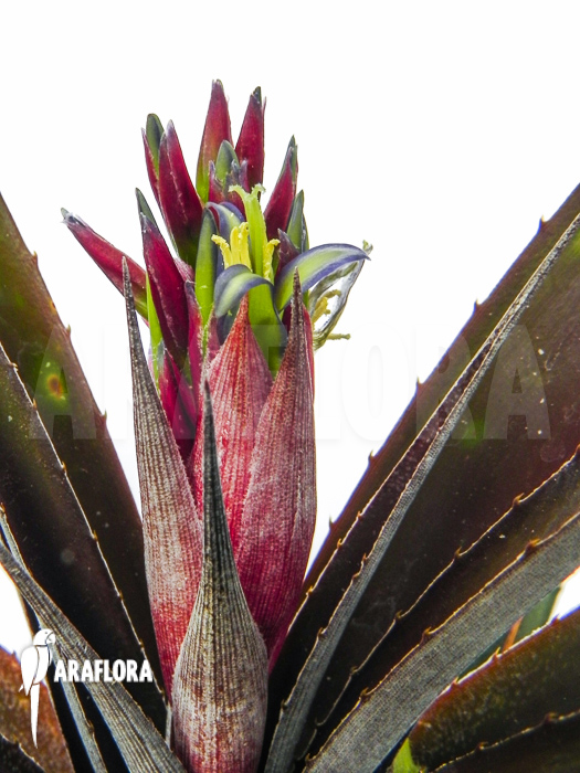 Cryptbergia x ‘Red Burst’ flower