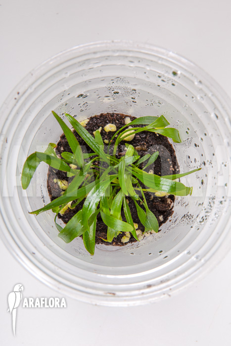 Cryptocoryne x willisii