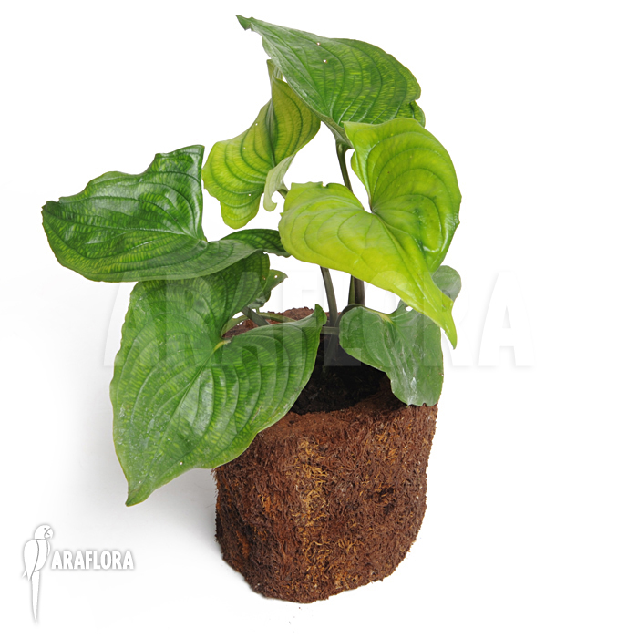 Cyanastrum cordifolium