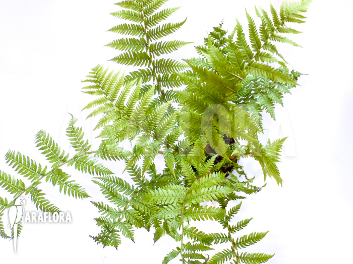 Cyathea australis ‘Starter’