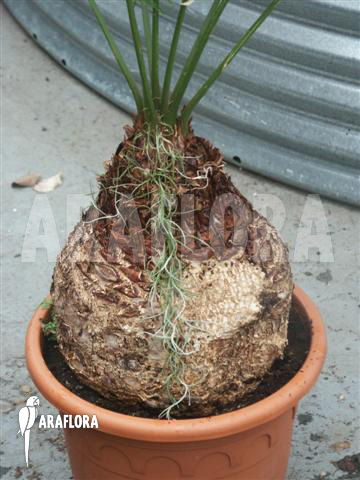 Cycas clivicola