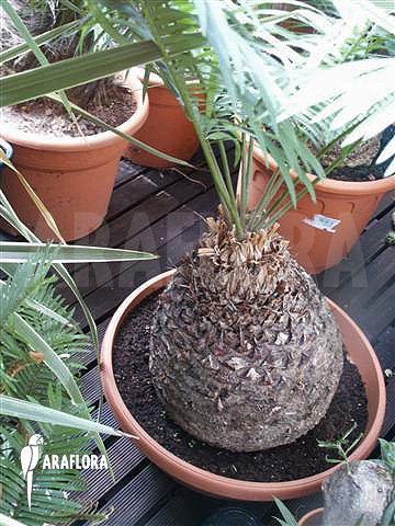 Cycas clivicola