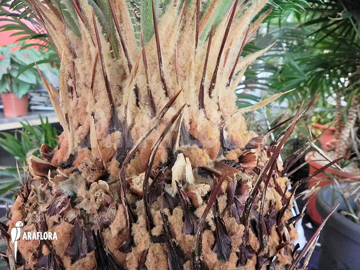 Cycas revolta