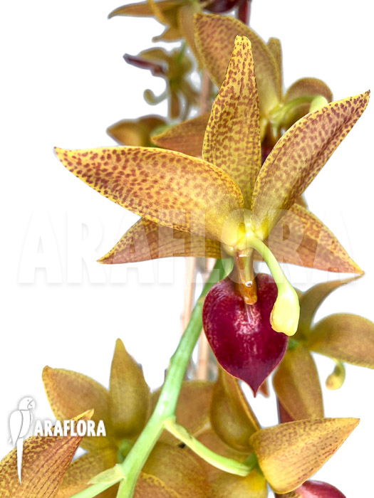 Cycnoches ‘Red Crown’