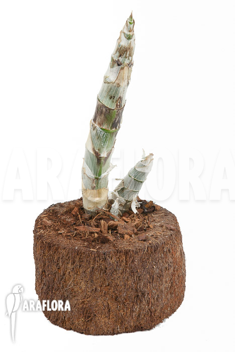 Cycnoches-Red-Crown-4