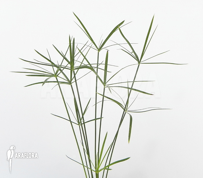 Cyperus alternifolius ‘Mini’