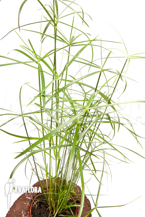 Cyperus involucratus ‘Nana’