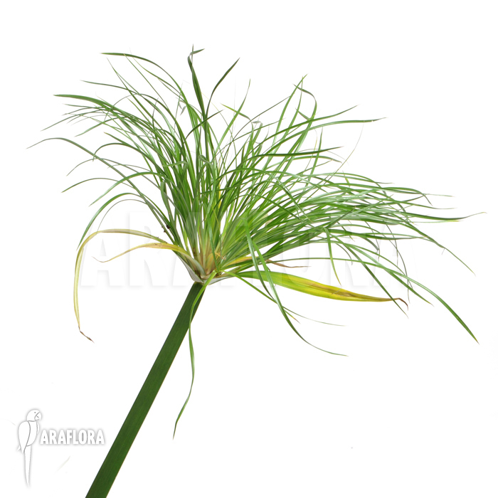 Cyperus papyrus ‘Nana’