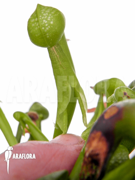 Darlingtonia californica Long Fang