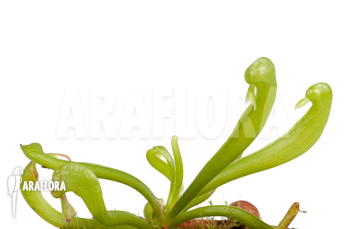 Darlingtonia californica ‘S’