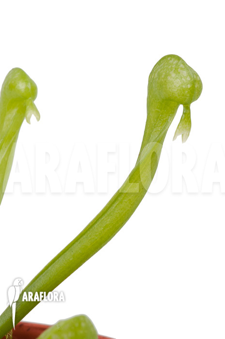 Darlingtonia californica ‘S’