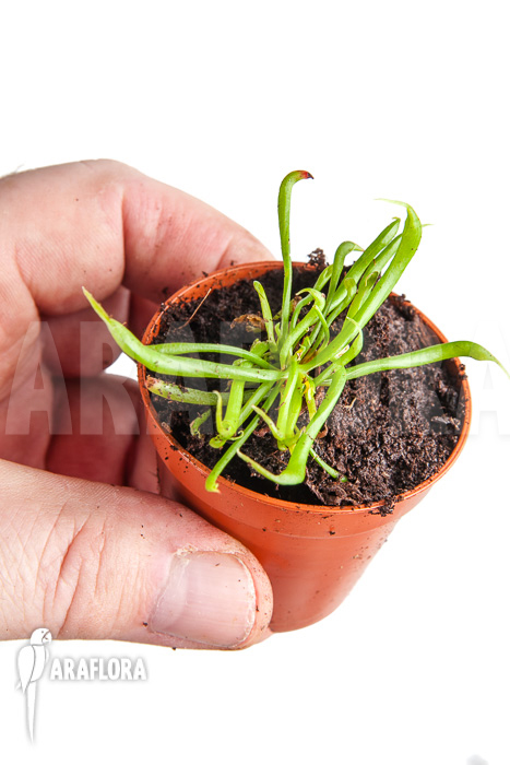 Darlingtonia californica ‘Starter’