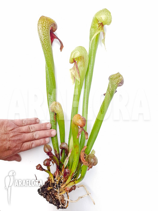 Darlingtonia californica ‘XXL’