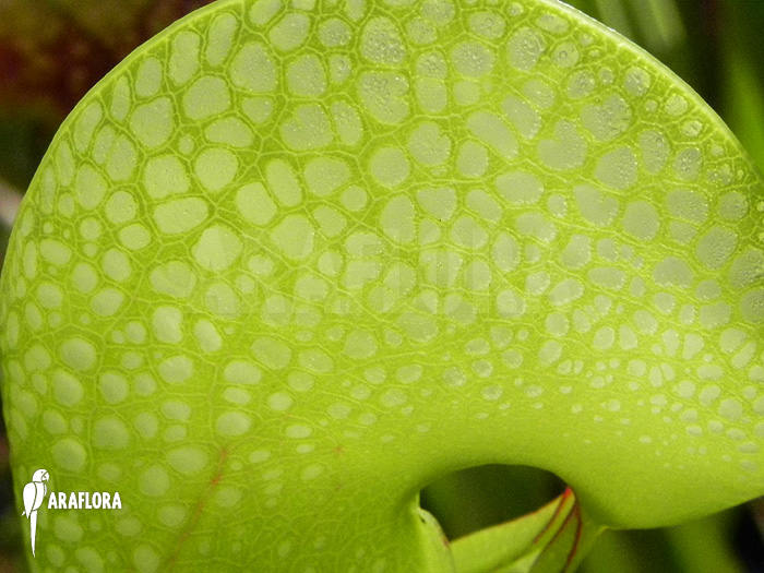 Darlingtonia californica ‘XXL’