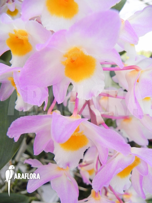 Dendrobium amabile flower