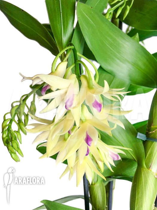 Dendrobium amethystoglossum