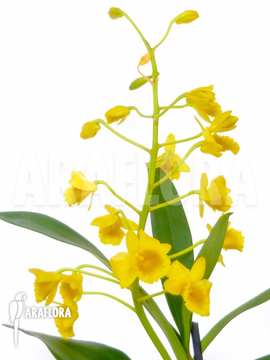 Dendrobium chrysotoxum