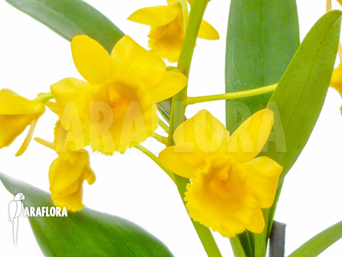 Dendrobium chrysotoxum