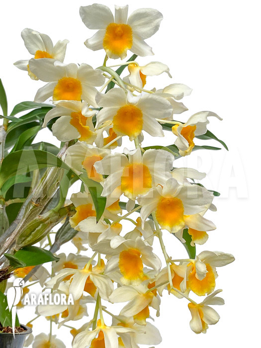 Dendrobium griffithianum x farmeri