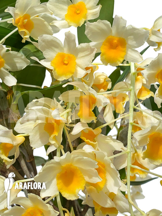 Dendrobium griffithianum x farmeri