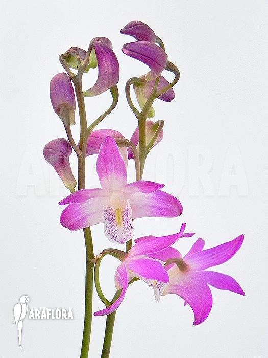 Dendrobium kingianum