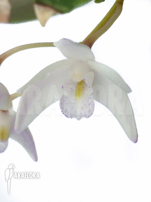 Dendrobium kingianum White