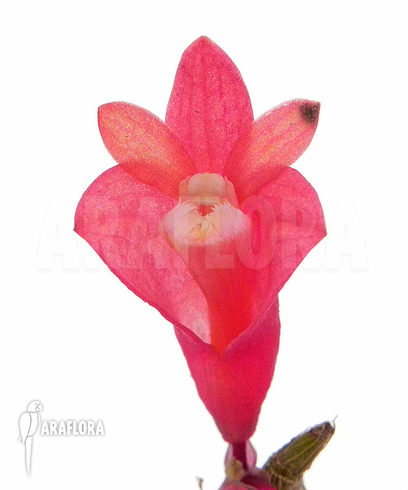 Dendrobium lawesii