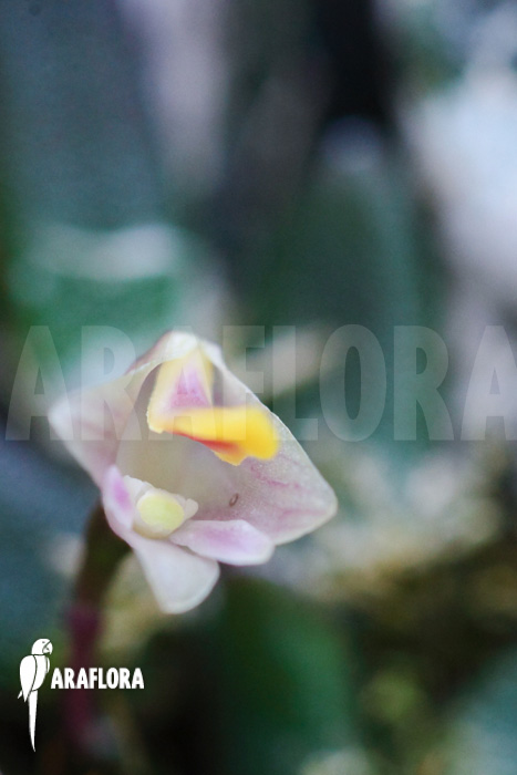 Dendrobium lichenastrum