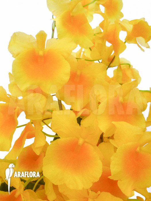 Dendrobium lindleyi ‘Aggregatum’