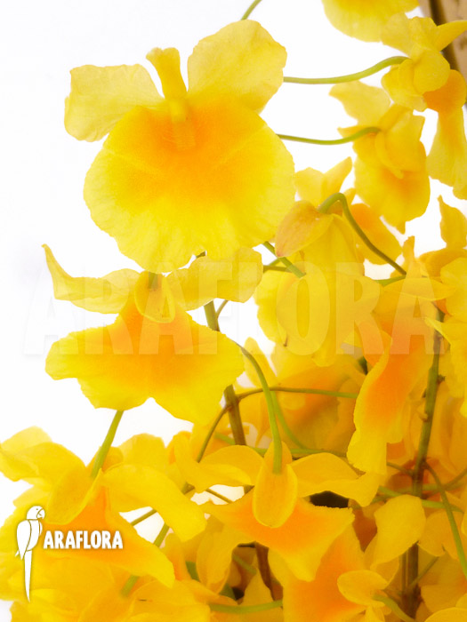 Dendrobium lindleyi ‘Aggregatum’