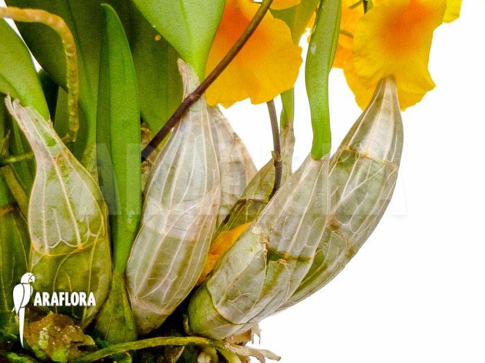 Dendrobium lindleyi ‘Aggregatum’
