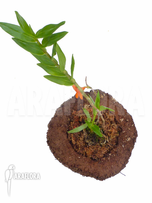 Dendrobium mohlianum