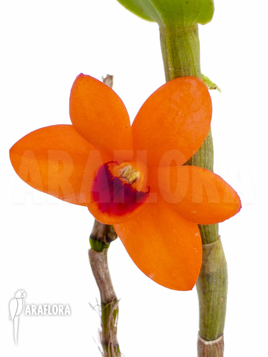 Dendrobium mohlianum