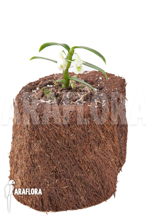 Dendrobium oligophyllum