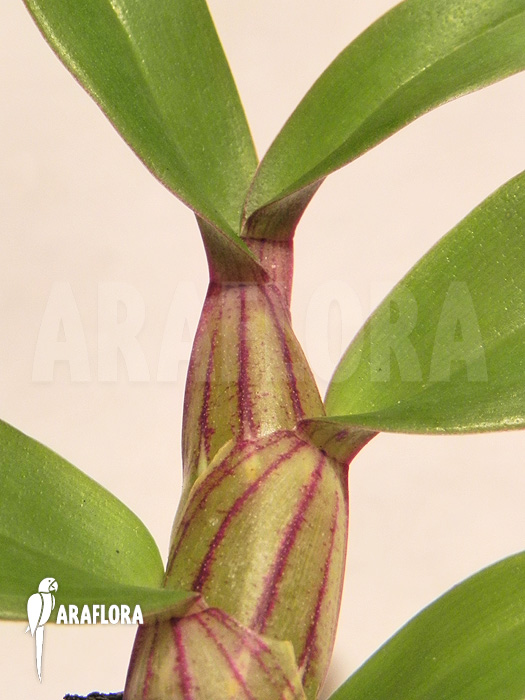 Dendrobium pulchellum