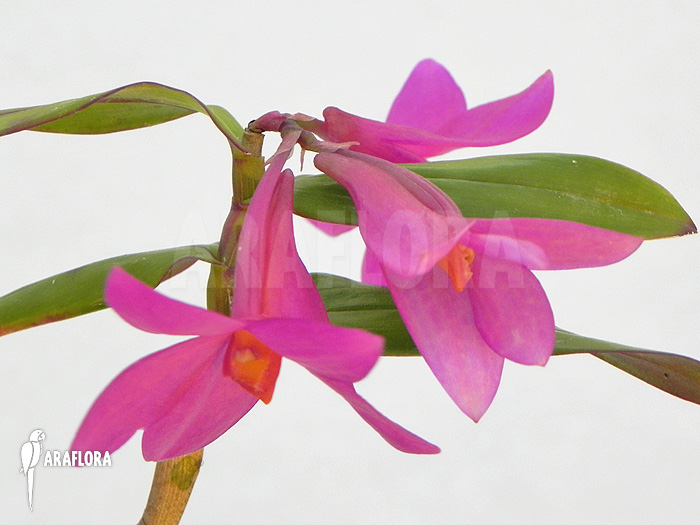 Dendrobium sulawesiense