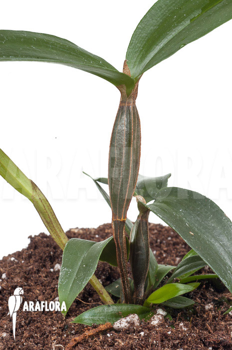 Dendrobium tetragonum var. Gigantum x tetragonum var. Alba