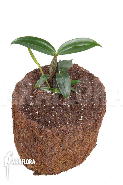 Dendrobium tetragonum var. Gigantum x tetragonum var. Alba