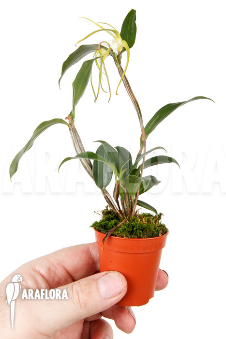 Dendrobium tetragonum var. Gigantum x tetragonum var. Alba