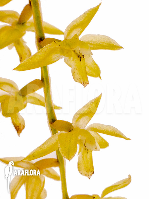 Dendrochilum abbreviatum