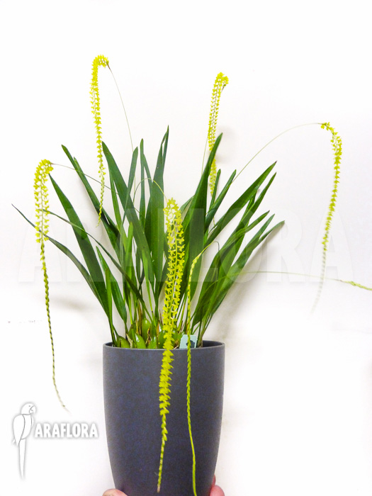 Dendrochilum filiforme